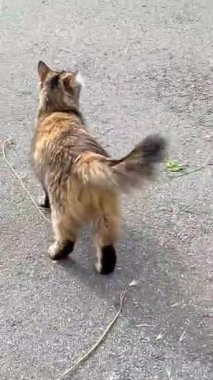 Doğa, çiçekler, bitkiler, yeşillik, yeşil, yürüyüş, yaşam, dinlenme, yaz, Haziran, sıcaklık, tazelik, Ukrayna, Ukrayna