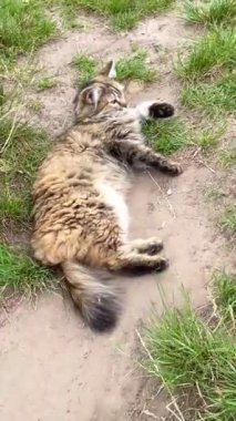 Kedi, kedi, kedi, doğa, hayvan, tüylü, kuyruk, yüz, hayat, canlı, dışarıda, yaz, gezegen, Ukrayna, Ukrayna