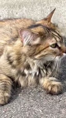 Kedi, kedi, kedi, doğa, hayvan, tüylü, kuyruk, yüz, hayat, canlı, dışarıda, yaz, gezegen, Ukrayna, Ukrayna