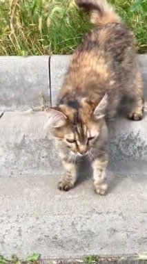 Kedi, kedi, kedi, doğa, hayvan, tüylü, kuyruk, yüz, hayat, canlı, dışarıda, yaz, gezegen, Ukrayna, Ukrayna