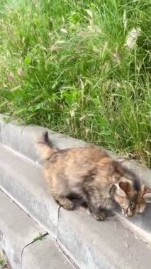 Kedi, kedi, kedi, doğa, hayvan, tüylü, kuyruk, yüz, hayat, canlı, dışarıda, yaz, gezegen, Ukrayna, Ukrayna