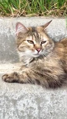 Kedi, kedi, kedi, doğa, hayvan, tüylü, kuyruk, yüz, hayat, canlı, dışarıda, yaz, gezegen, Ukrayna, Ukrayna