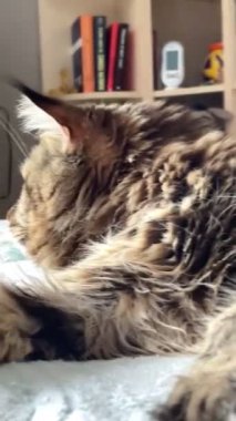 Maine Rakunu, Kedi, Büyük Kedi, Hayvan, Yatak, Oda, Bakış, Kürk, Yüz, Kulak, Pençe, Arkadaş, Arkadaş, Tüylü, Evcil, Dinlenme, Yakışıklı, Yakışıklı, Arkadaş, Gururlu, Kral, Ukrayna 