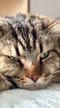 Maine Rakunu, Kedi, Büyük Kedi, Hayvan, Yatak, Oda, Bakış, Kürk, Yüz, Kulak, Pençe, Arkadaş, Arkadaş, Tüylü, Evcil, Dinlenme, Yakışıklı, Yakışıklı, Arkadaş, Gururlu, Kral, Ukrayna 