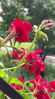 Yağmur, damla, yağmur, damla, ıslak, sokak, doğa, şehir, çiçekler, kırmızı, bukleler, pencere, yaz, tazelik, Ukrayna, Ukrayna