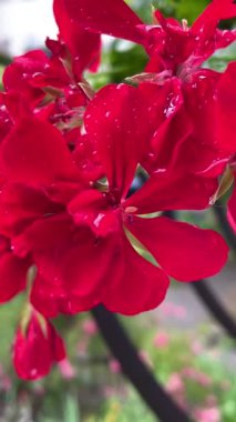 Yağmur, damla, yağmur, damla, ıslak, sokak, doğa, çiçekler, kırmızı, bukleler, pencere, yaz, tazelik, Ukrayna, Ukrayna