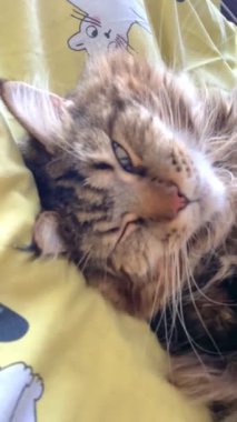 Maine Rakunu, Kedi, Büyük Kedi, Hayvan, Yatak, Oda, Bakış, Kürk, Yüz, Kulaklar, Pençeler, Arkadaş, Arkadaş, Tüylü, Hayvan, Ev, Yakışıklı, Yakışıklı, Arkadaş, Gururlu, Kral