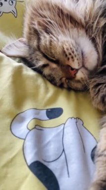 Maine Rakunu, Kedi, Büyük Kedi, Hayvan, Yatak, Oda, Bakış, Kürk, Yüz, Kulaklar, Pençeler, Arkadaş, Arkadaş, Tüylü, Hayvan, Ev, Yakışıklı, Yakışıklı, Arkadaş, Gururlu, Kral