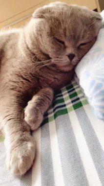 Kedi, kedi, kedi, sivri, ağızlık, tüylü, İngiliz, İngiliz kedisi, İskoç, hayvan, dinlenme, yatak, yatak odası