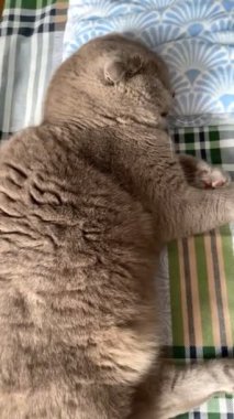 Kedi, kedi, kedi, sivri, ağızlık, tüylü, İngiliz, İngiliz kedisi, İskoç, hayvan, dinlenme, yatak, yatak odası