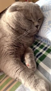 Kedi, kedi, kedi, sivri, ağızlık, tüylü, İngiliz, İngiliz kedisi, İskoç, hayvan, dinlenme, yatak, yatak odası