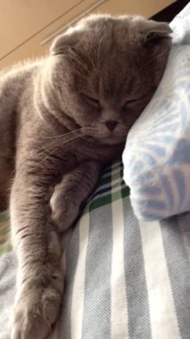 Kedi, kedi, kedi, sivri, ağızlık, tüylü, İngiliz, İngiliz kedisi, İskoç, hayvan, dinlenme, yatak, yatak odası