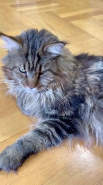 Büyük kedi, hayvanlar, Maine rakunu, kürk, hayvan, arkadaş 