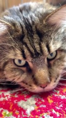 Kedi, kediler, büyük kedi, Maine rakunu, hayvanlar, evcil hayvan, tüylü 