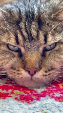 Kedi, kediler, büyük kedi, Maine rakunu, hayvanlar, evcil hayvan, tüylü 