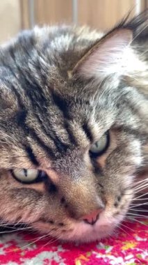 Kedi, kediler, büyük kedi, Maine rakunu, hayvanlar, evcil hayvan, tüylü 