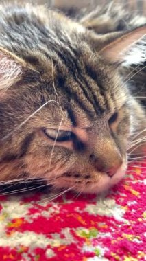 Kedi, kediler, büyük kedi, Maine rakunu, hayvanlar, evcil hayvan, tüylü 