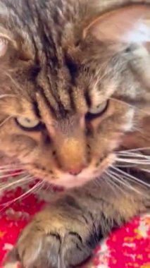 Kedi, kediler, büyük kedi, Maine rakunu, hayvanlar, evcil hayvan, tüylü 