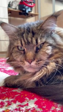 Kedi, kediler, büyük kedi, Maine rakunu, hayvanlar, evcil hayvan, tüylü 