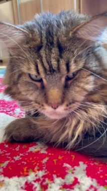 Kedi, kediler, büyük kedi, Maine rakunu, hayvanlar, evcil hayvan, tüylü 