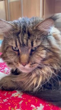 Kedi, kediler, büyük kedi, Maine rakunu, hayvanlar, evcil hayvan, tüylü 