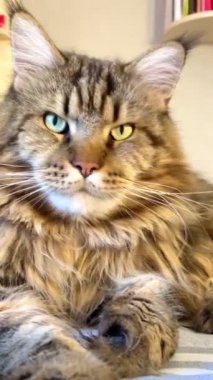 Maine Rakunu, Kedi, Büyük Kedi, Hayvan, Yatak, Oda, Bakış, Kürk, Yüz, Kulak, Pençe, Arkadaş, Arkadaş, Tüylü, Hayvan, Ev, Yakışıklı, Yakışıklı, Arkadaş, Gururlu, Kral, Aşk