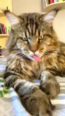 Maine Rakunu, Kedi, Büyük Kedi, Hayvan, Yatak, Oda, Bakış, Kürk, Yüz, Kulak, Pençe, Arkadaş, Arkadaş, Tüylü, Hayvan, Ev, Yakışıklı, Yakışıklı, Arkadaş, Gururlu, Kral, Aşk