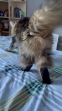 Maine Rakunu, Kedi, Büyük Kedi, Hayvan, Yatak, Oda, Bakış, Kürk, Yüz, Kulak, Pençe, Arkadaş, Arkadaş, Tüylü, Hayvan, Ev, Yakışıklı, Yakışıklı, Arkadaş, Gururlu, Kral, Aşk