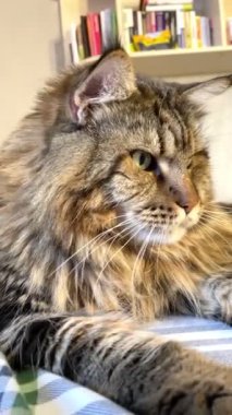 Maine Rakunu, Kedi, Büyük Kedi, Hayvan, Yatak, Oda, Bakış, Kürk, Yüz, Kulak, Pençe, Arkadaş, Arkadaş, Tüylü, Hayvan, Ev, Yakışıklı, Yakışıklı, Arkadaş, Gururlu, Kral, Aşk