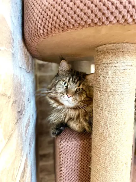 Maine Rakunu, Kedi, Büyük Kedi, Hayvan, Ev, Oyun, Oyun, Oda, Bak, Kürk, Yüz, Kulak, Pençe, Arkadaş, Arkadaş, Yumuşak, Ev Sahibi, Yakışıklı, Güzel, Gururlu, Kral