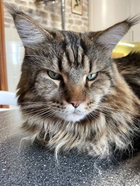 Maine Rakunu, Kedi, Büyük Kedi, Hayvan, Masa, Oyun, Mutfak, Oda, Bakış, Kürk, Yüz, Kulak, Pençe, Arkadaş Ol, Yumuşak, Ev Sahibi, Yakışıklı, Yakışıklı, Cana yakın, Gururlu, Kral, Kedi Günü