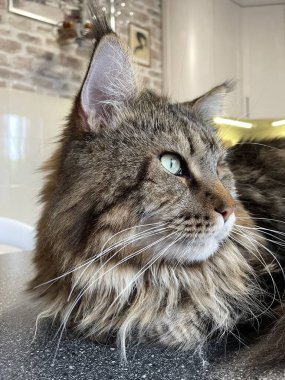 Maine Rakunu, Kedi, Büyük Kedi, Hayvan, Masa, Oyun, Mutfak, Oda, Bakış, Kürk, Yüz, Kulak, Pençe, Arkadaş Ol, Yumuşak, Ev Sahibi, Yakışıklı, Yakışıklı, Cana yakın, Gururlu, Kral, Kedi Günü