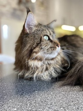 Maine Rakunu, Kedi, Büyük Kedi, Hayvan, Masa, Oyun, Mutfak, Oda, Bakış, Kürk, Yüz, Kulak, Pençe, Arkadaş Ol, Yumuşak, Ev Sahibi, Yakışıklı, Yakışıklı, Cana yakın, Gururlu, Kral, Kedi Günü