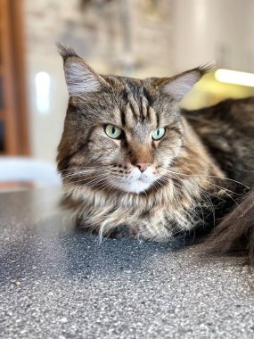 Maine Rakunu, Kedi, Büyük Kedi, Hayvan, Masa, Oyun, Mutfak, Oda, Bakış, Kürk, Yüz, Kulak, Pençe, Arkadaş Ol, Yumuşak, Ev Sahibi, Yakışıklı, Yakışıklı, Cana yakın, Gururlu, Kral, Kedi Günü