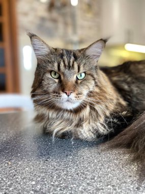 Maine Rakunu, Kedi, Büyük Kedi, Hayvan, Masa, Oyun, Mutfak, Oda, Bakış, Kürk, Yüz, Kulak, Pençe, Arkadaş Ol, Yumuşak, Ev Sahibi, Yakışıklı, Yakışıklı, Cana yakın, Gururlu, Kral, Kedi Günü