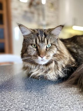 Maine Rakunu, Kedi, Büyük Kedi, Hayvan, Masa, Oyun, Mutfak, Oda, Bakış, Kürk, Yüz, Kulak, Pençe, Arkadaş Ol, Yumuşak, Ev Sahibi, Yakışıklı, Yakışıklı, Cana yakın, Gururlu, Kral, Kedi Günü