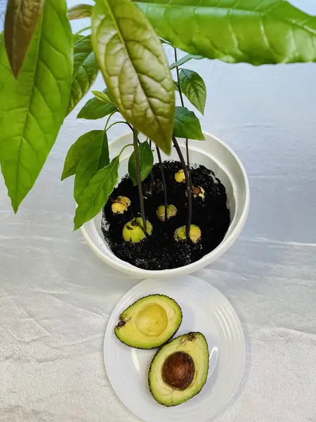 Bir taştan nasıl avokado yetiştirilir, avokado, tencerede, sebzede, sebzede, evde ağaç, yapraklarda, yeşillikte, mutfakta, evde, masada, ilginç, bahçıvanda, bahçede, fidelerde, avokadoda, taşta, toprakta yetişir.