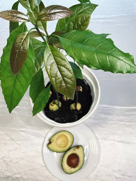 Bir taştan nasıl avokado yetiştirilir, avokado, tencerede, sebzede, sebzede, evde ağaç, yapraklarda, yeşillikte, mutfakta, evde, masada, ilginç, bahçıvanda, bahçede, fidelerde, avokadoda, taşta, toprakta yetişir.