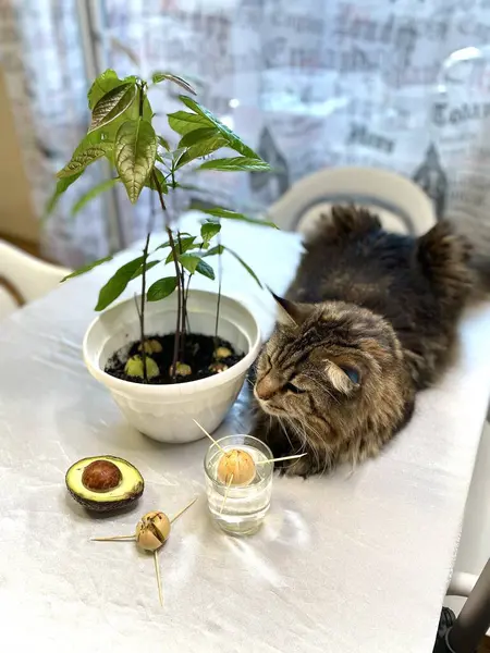 bir tohumdan bir avokado yetiştir, avokado, kedi, kedi, kedi, hayvan, hayvan, Maine Rakunu, tencere, sebze, sebze, sebze, evde ağaç, yapraklar, yeşiller, mutfak, masa, ilginç, bahçıvan, bahçıvanlık, fidanlar, kemik, toprak, eğlenceli, eğlenceli, pozitif 
