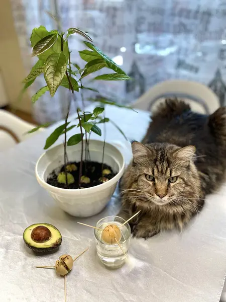 bir tohumdan bir avokado yetiştir, avokado, kedi, kedi, kedi, hayvan, hayvan, Maine Rakunu, tencere, sebze, sebze, sebze, evde ağaç, yapraklar, yeşiller, mutfak, masa, ilginç, bahçıvan, bahçıvanlık, fidanlar, kemik, toprak, eğlenceli, eğlenceli, pozitif 