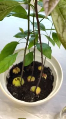 Bir taştan nasıl avokado yetiştirilir, avokado bir saksının içinde, sebze, sebze, ağaç, yapraklar, yeşillikler, mutfak, evde, masa, ilginç, bahçıvan, fidanlar, avokado, taş, toprak, su, çimenlik, hobi