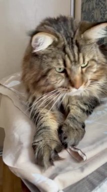 Maine Rakunu, Kedi, Büyük Kedi, Hayvan, Masa, Oyun, Mutfak, Oda, Bakış, Kürk, Yüz, Kulak, Pençe, Arkadaş Ol, Yumuşak, Ev Sahibi, Yakışıklı, Yakışıklı, Gururlu, Kral