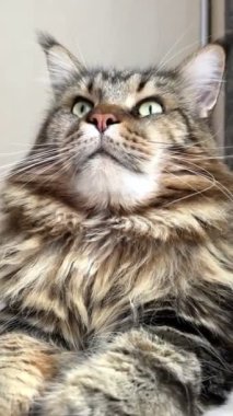 Maine Rakunu, Kedi, Büyük Kedi, Hayvan, Masa, Oyun, Mutfak, Oda, Bakış, Kürk, Yüz, Kulak, Pençe, Arkadaş Ol, Yumuşak, Ev Sahibi, Yakışıklı, Yakışıklı, Gururlu, Kral
