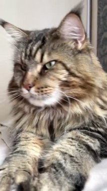 Maine Rakunu, Kedi, Büyük Kedi, Hayvan, Masa, Oyun, Mutfak, Oda, Bakış, Kürk, Yüz, Kulak, Pençe, Arkadaş Ol, Yumuşak, Ev Sahibi, Yakışıklı, Yakışıklı, Gururlu, Kral