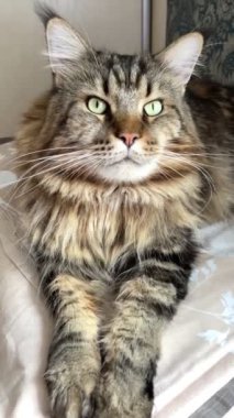 Maine Rakunu, Kedi, Büyük Kedi, Hayvan, Masa, Oyun, Mutfak, Oda, Bakış, Kürk, Yüz, Kulak, Pençe, Arkadaş Ol, Yumuşak, Ev Sahibi, Yakışıklı, Yakışıklı, Gururlu, Kral