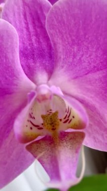 Orkide, orkide, çiçek, tomurcuk, bitki, taç yaprakları, hassasiyet, pembe, beyaz, mor, leylak, ışık, tazelik, saflık, kutsallık, ruh, maneviyat, hava, duygu, aşk, hassasiyet, kırılganlık, yaşam, canlı, ilişki, romantizm 