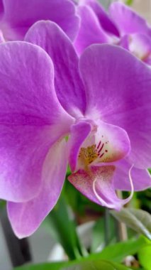 Orkide, orkide, çiçek, tomurcuk, bitki, taç yaprakları, hassasiyet, pembe, beyaz, mor, leylak, ışık, tazelik, saflık, kutsallık, ruh, maneviyat, hava, duygu, aşk, hassasiyet, kırılganlık, yaşam, canlı, ilişki, romantizm 