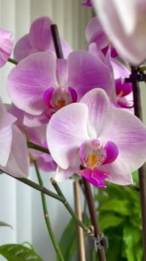 Orkide, orkide, çiçek, tomurcuk, bitki, taç yaprakları, hassasiyet, pembe, beyaz, mor, leylak, ışık, tazelik, saflık, kutsallık, ruh, maneviyat, hava, duygu, aşk, hassasiyet, kırılganlık, yaşam, canlı, ilişki, romantizm 