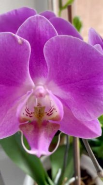 Orkide, orkide, çiçek, tomurcuk, bitki, taç yaprakları, hassasiyet, pembe, beyaz, mor, leylak, ışık, tazelik, saflık, kutsallık, ruh, maneviyat, hava, duygu, aşk, hassasiyet, kırılganlık, yaşam, canlı, ilişki, romantizm 