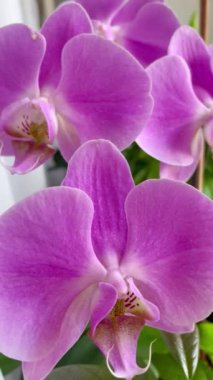 Orkide, orkide, çiçek, tomurcuk, bitki, taç yaprakları, hassasiyet, pembe, beyaz, mor, leylak, ışık, tazelik, saflık, kutsallık, ruh, maneviyat, hava, duygu, aşk, hassasiyet, kırılganlık, yaşam, canlı, ilişki, romantizm 